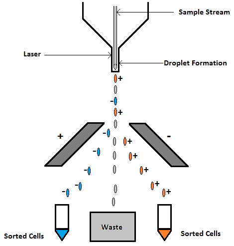 شکل ۱۳. سخت افزار مرتب سازی سلولی یک فلوسایتومتر.

